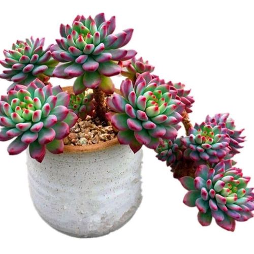 多肉老桩冬天养护关键点是什么？-第1张图片-吾爱花网