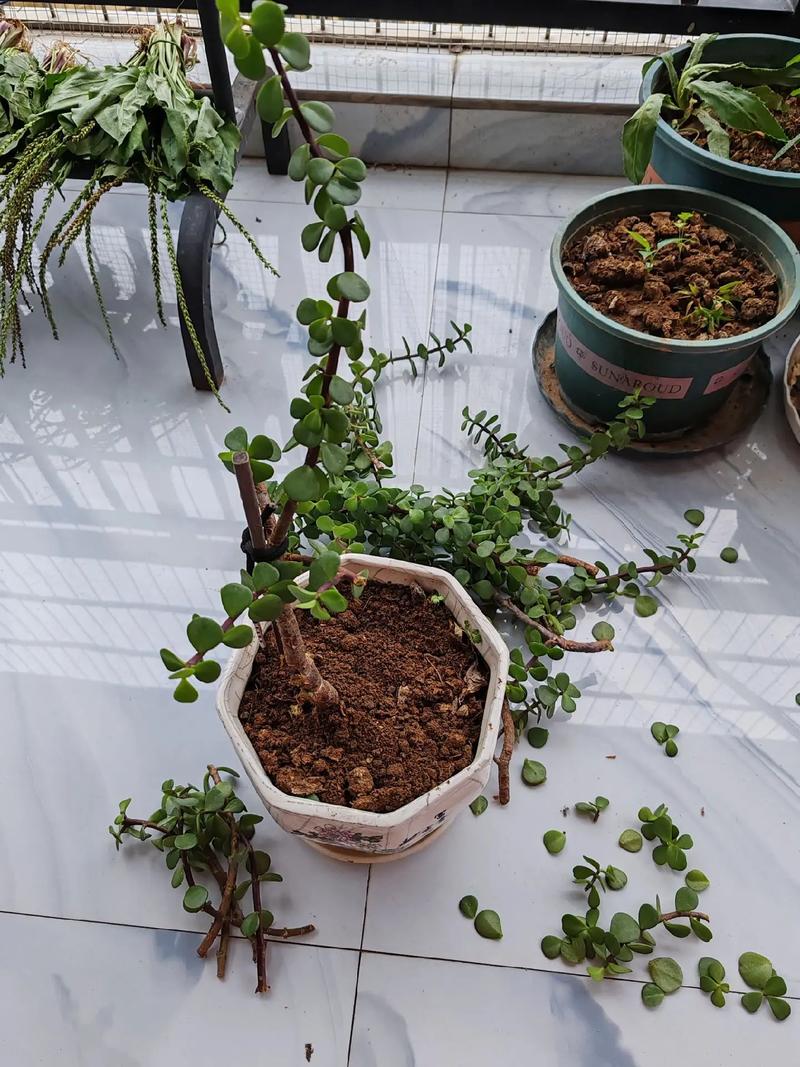 金枝玉叶盆栽怎么养才好?-第2张图片-吾爱花网 金枝玉叶盆栽怎么养才好?-第2张图片-吾爱花网