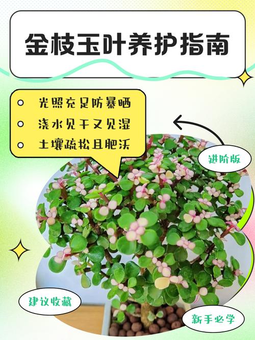 金枝玉叶盆栽怎么养才好?-第1张图片-吾爱花网 金枝玉叶盆栽怎么养才好?-第1张图片-吾爱花网