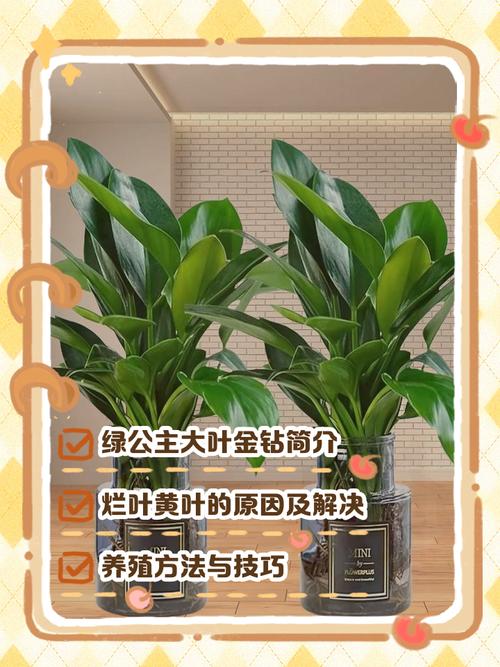 水培大叶金钻怎么养才茂盛?-第1张图片-吾爱花网 水培大叶金钻怎么养才茂盛?-第1张图片-吾爱花网