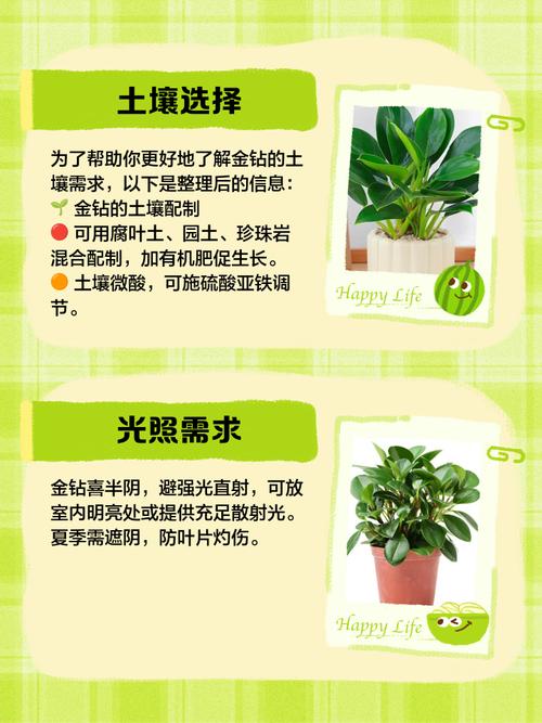 水培大叶金钻怎么养才茂盛？-第2张图片-吾爱花网