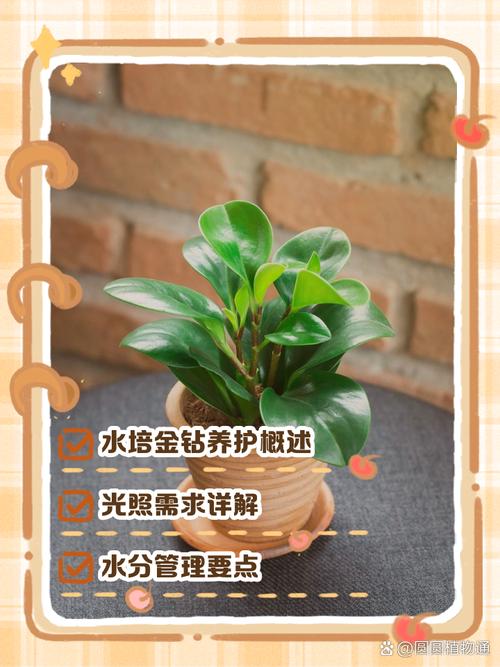 水培大叶金钻怎么养才茂盛?-第3张图片-吾爱花网 水培大叶金钻怎么养才茂盛?-第3张图片-吾爱花网