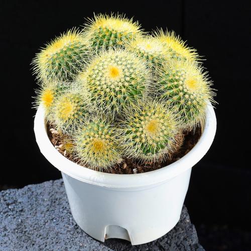 什么植物能克仙人球盆栽?-第2张图片-吾爱花网 什么植物能克仙人球盆栽?-第2张图片-吾爱花网