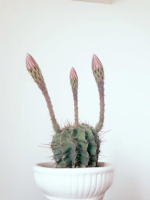 什么植物能克仙人球盆栽?-第1张图片-吾爱花网 什么植物能克仙人球盆栽?-第1张图片-吾爱花网