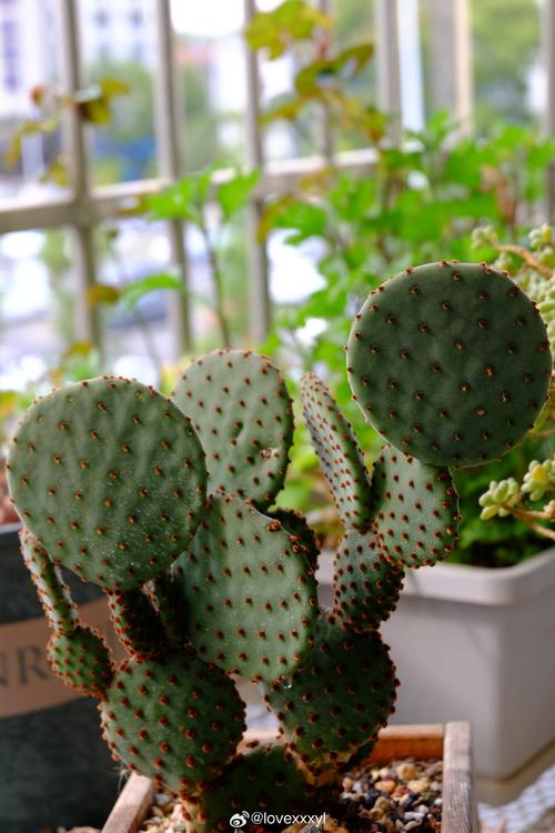 什么植物能克仙人球盆栽?-第3张图片-吾爱花网 什么植物能克仙人球盆栽?-第3张图片-吾爱花网