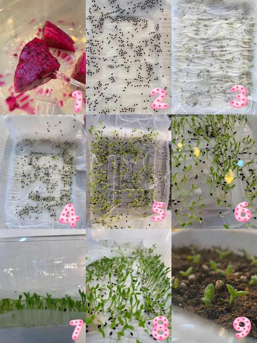 火龙果籽怎么水培?图解方法看这里!-第1张图片-吾爱花网 火龙果籽怎么水培?图解方法看这里!-第1张图片-吾爱花网