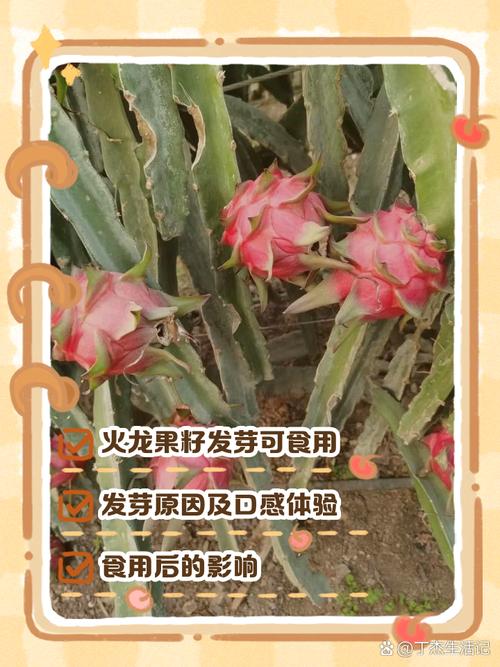 火龙果籽怎么水培?图解方法看这里!-第3张图片-吾爱花网 火龙果籽怎么水培?图解方法看这里!-第3张图片-吾爱花网