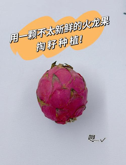 火龙果籽怎么水培？图解方法看这里！-第2张图片-吾爱花网