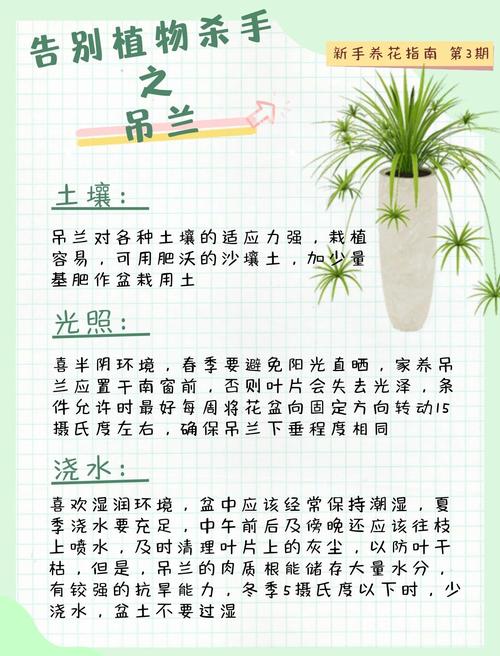 吊兰粗根细根各有什么作用?-第1张图片-吾爱花网 吊兰粗根细根各有什么作用?-第1张图片-吾爱花网