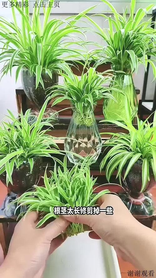 吊兰粗根细根各有什么作用?-第2张图片-吾爱花网 吊兰粗根细根各有什么作用?-第2张图片-吾爱花网