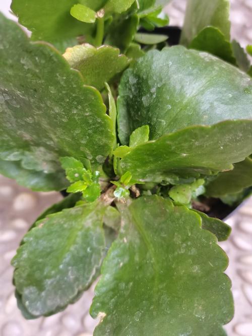 长寿花水培剪口为何长絮状物?-第2张图片-吾爱花网 长寿花水培剪口为何长絮状物?-第2张图片-吾爱花网