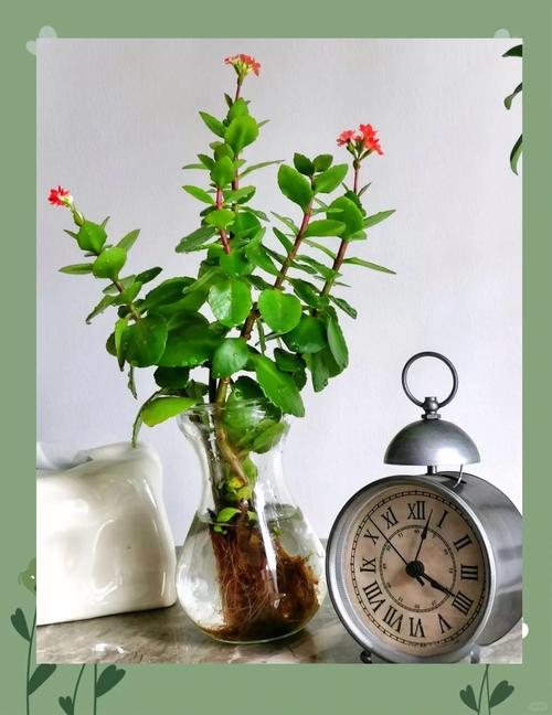 长寿花水培剪口为何长絮状物?-第3张图片-吾爱花网 长寿花水培剪口为何长絮状物?-第3张图片-吾爱花网