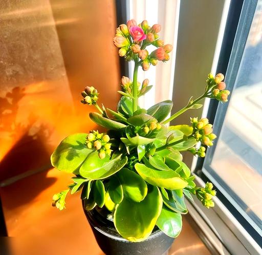 长寿花水培剪口为何长絮状物?-第1张图片-吾爱花网 长寿花水培剪口为何长絮状物?-第1张图片-吾爱花网