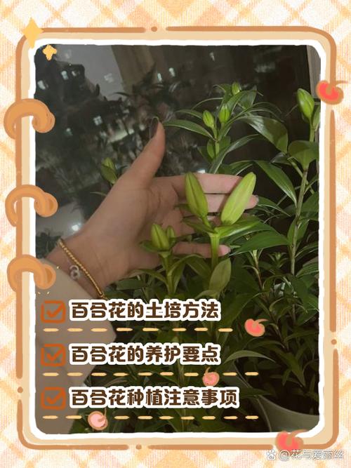 亚洲百合盆栽浇水要注意什么?-第1张图片-吾爱花网 亚洲百合盆栽浇水要注意什么?-第1张图片-吾爱花网