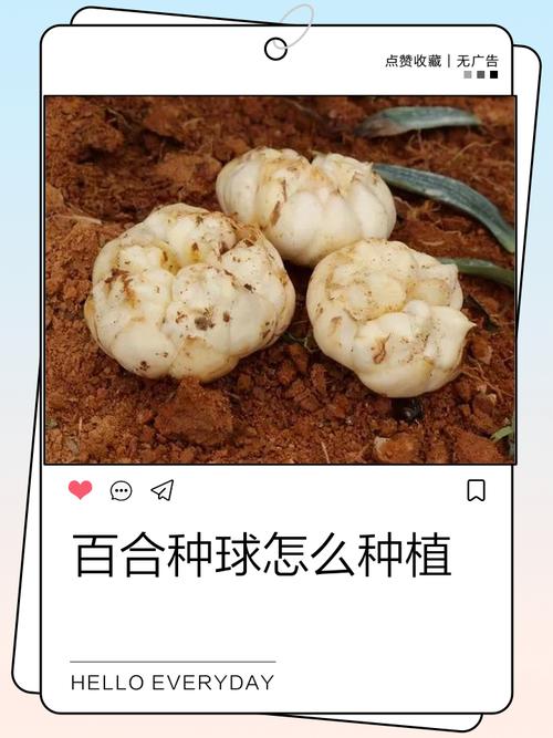 亚洲百合盆栽浇水要注意什么?-第3张图片-吾爱花网 亚洲百合盆栽浇水要注意什么?-第3张图片-吾爱花网