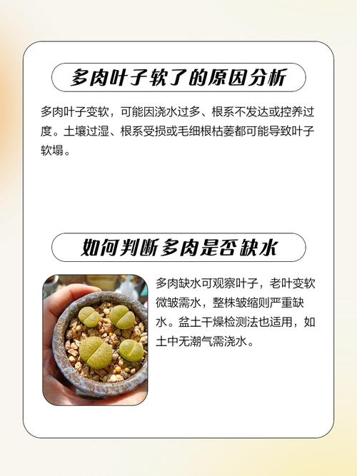 多肉淋雨后叶子变软咋办?-第1张图片-吾爱花网 多肉淋雨后叶子变软咋办?-第1张图片-吾爱花网