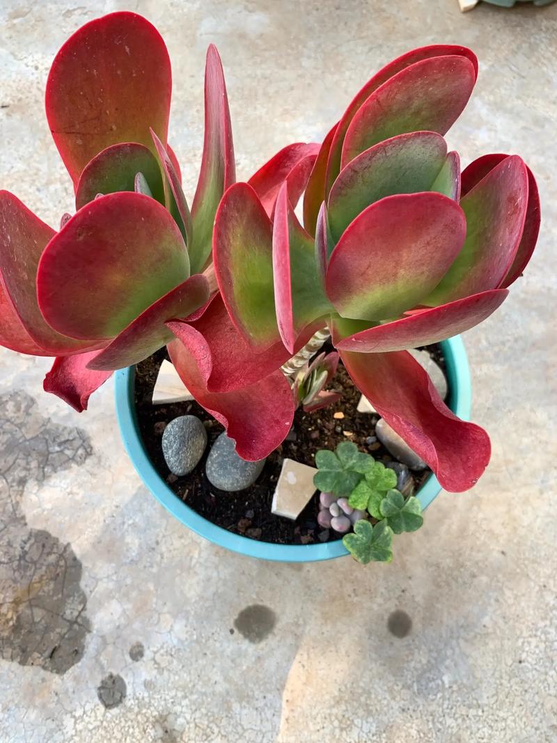 多肉淋雨后叶子变软咋办?-第3张图片-吾爱花网 多肉淋雨后叶子变软咋办?-第3张图片-吾爱花网