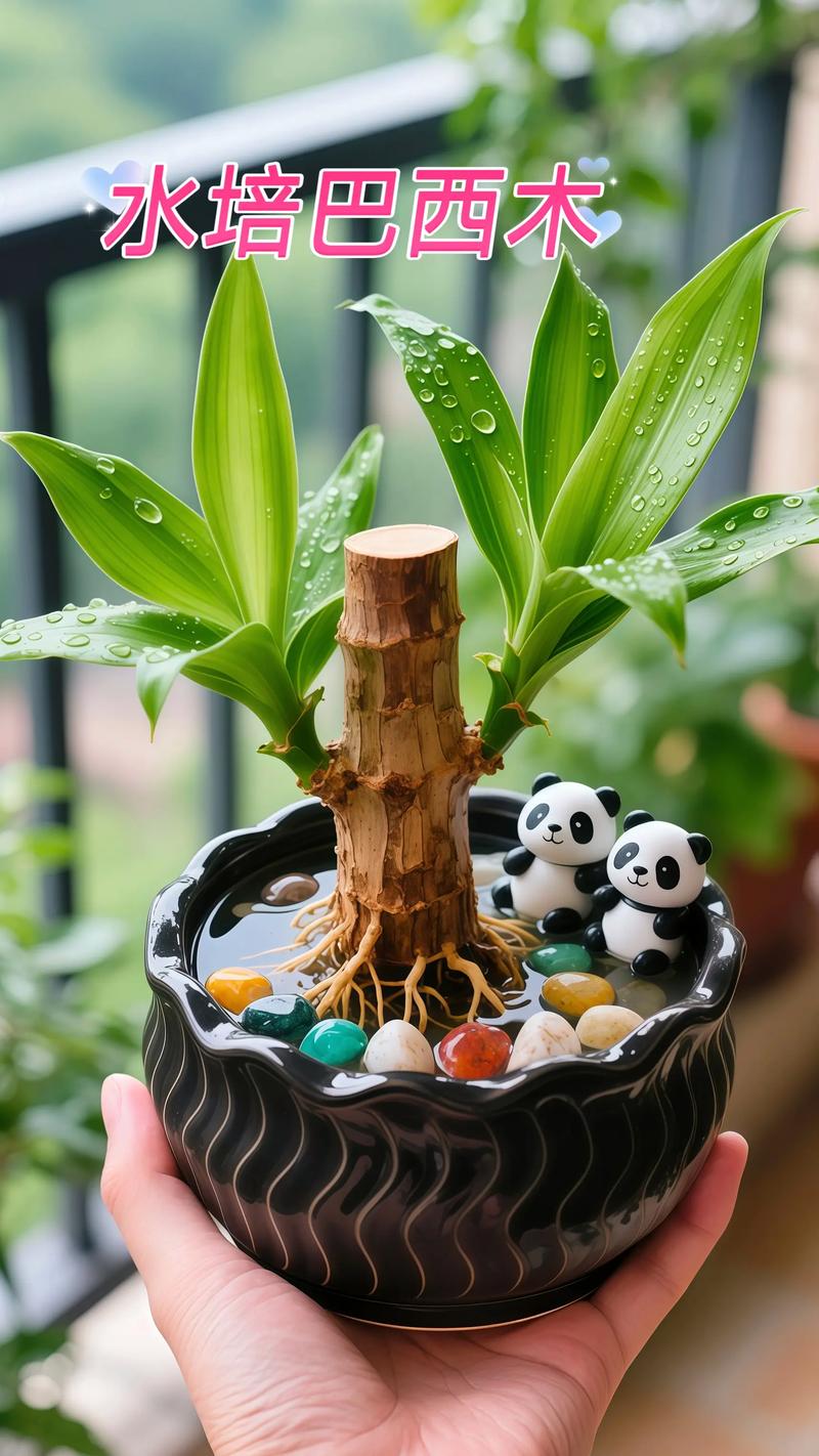 水培巴西木怎么分辨真假?-第2张图片-吾爱花网 水培巴西木怎么分辨真假?-第2张图片-吾爱花网