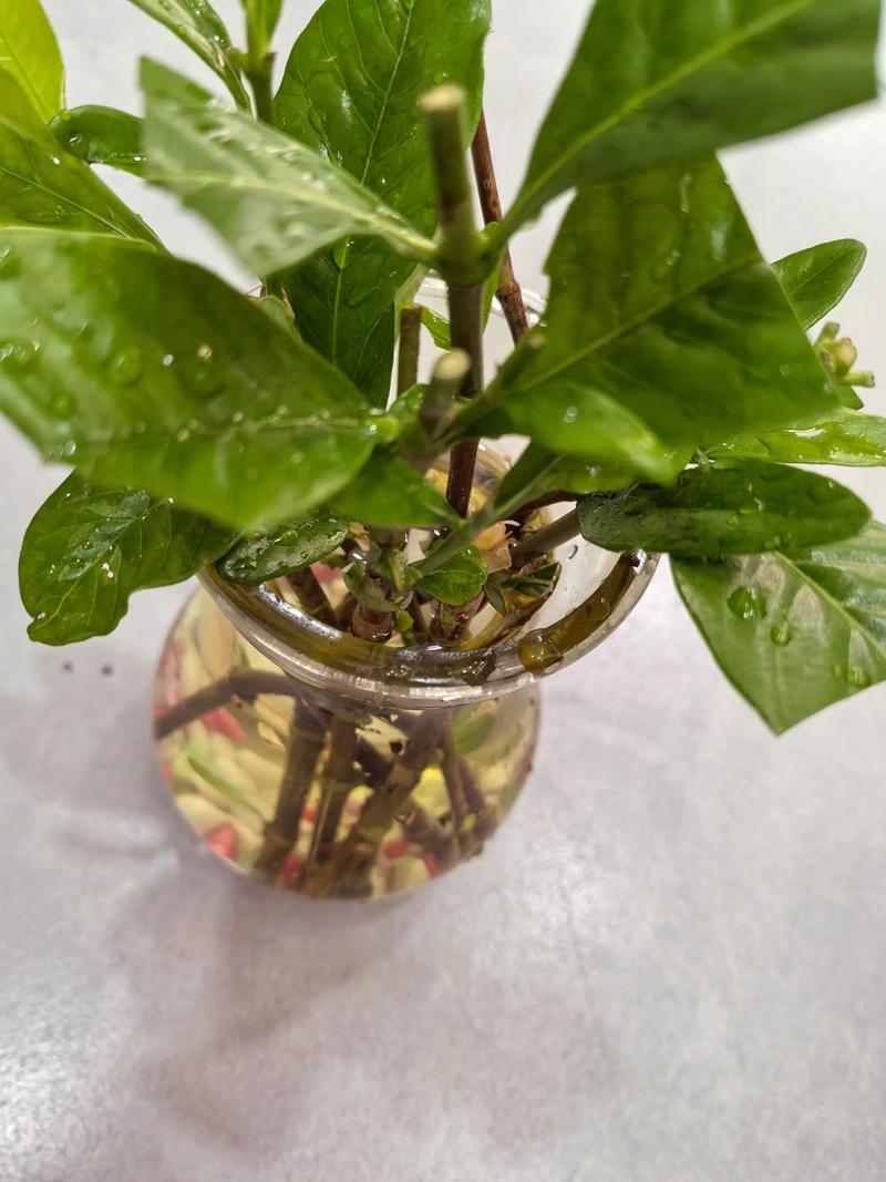 水培栀子花干了还能救活吗?-第1张图片-吾爱花网 水培栀子花干了还能救活吗?-第1张图片-吾爱花网