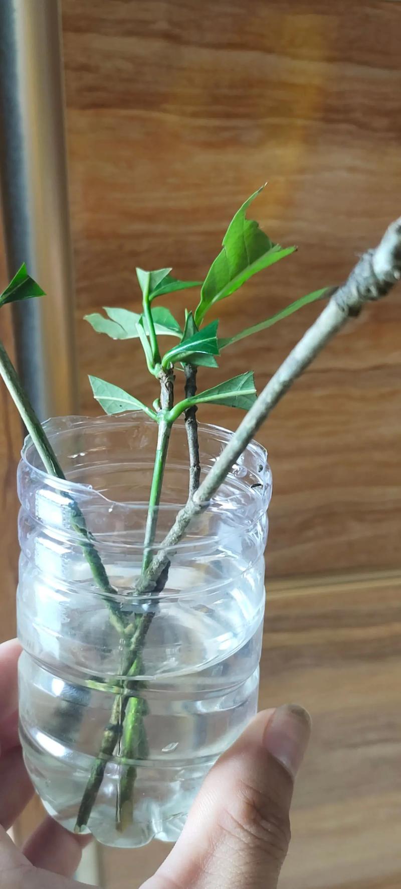 水培栀子花干了还能救活吗?-第2张图片-吾爱花网 水培栀子花干了还能救活吗?-第2张图片-吾爱花网