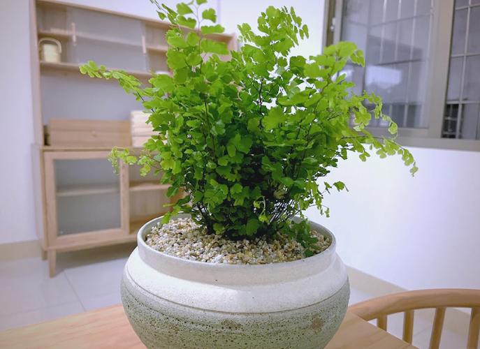 铁线蕨盆栽用什么土长得好?-第1张图片-吾爱花网 铁线蕨盆栽用什么土长得好?-第1张图片-吾爱花网