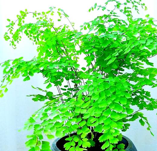 铁线蕨盆栽用什么土长得好？-第3张图片-吾爱花网