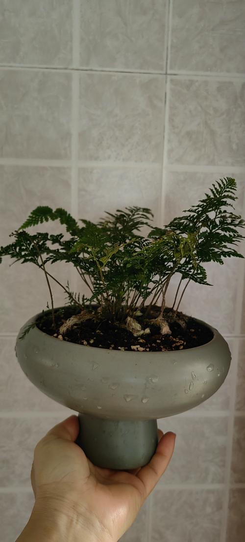 铁线蕨盆栽用什么土长得好？-第2张图片-吾爱花网