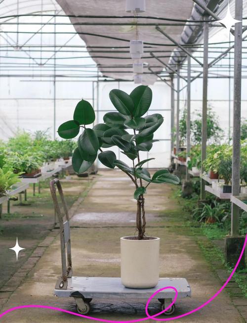 橡皮树盆栽有什么作用-第2张图片-吾爱花网 橡皮树盆栽有什么作用-第2张图片-吾爱花网