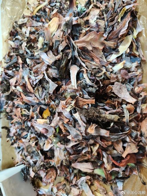 多肉根下透明虫子是啥?咋办?-第1张图片-吾爱花网 多肉根下透明虫子是啥?咋办?-第1张图片-吾爱花网