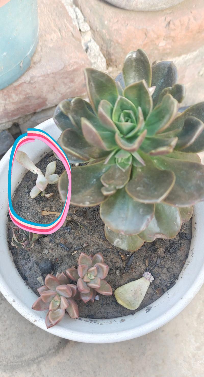 多肉根下透明虫子是啥？咋办？-第2张图片-吾爱花网