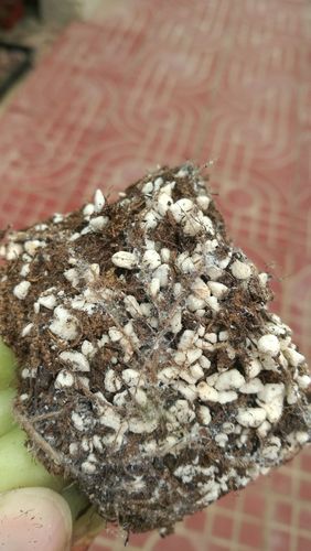 多肉根下透明虫子是啥？咋办？-第3张图片-吾爱花网