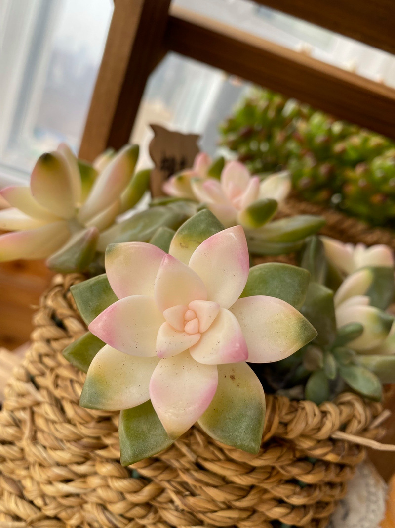 煮熟的黄豆能当多肉肥料吗？-第3张图片-吾爱花网