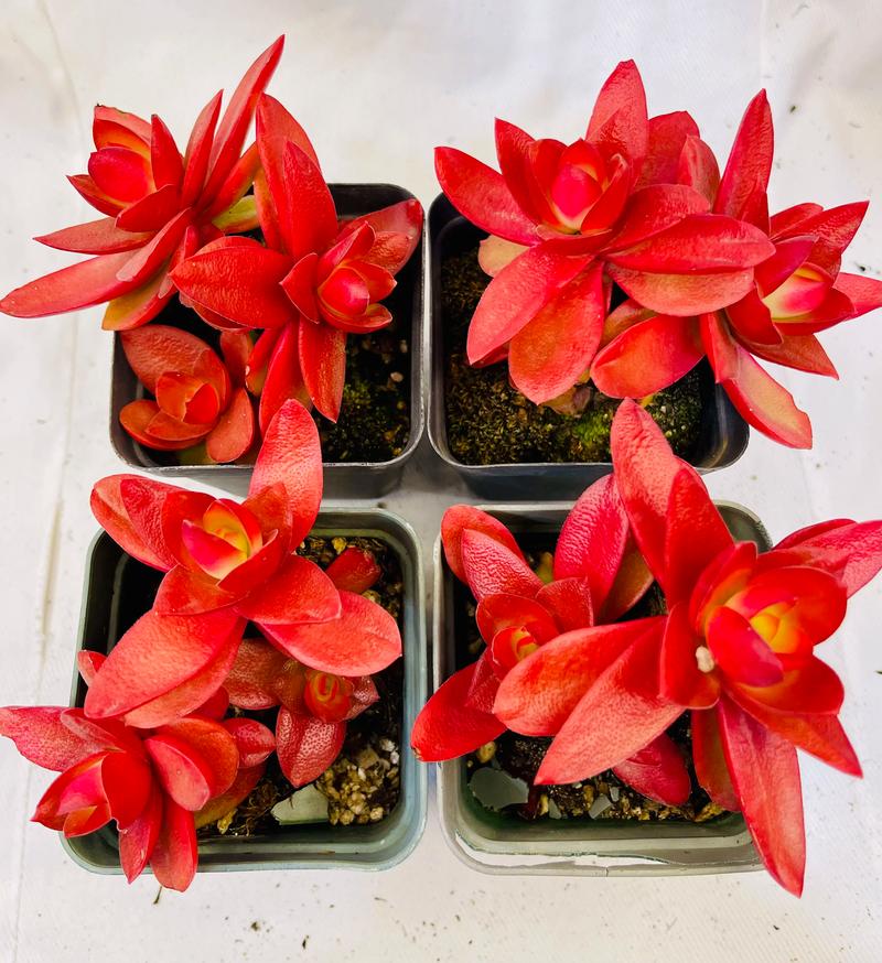 多肉火炬花怎么养才爆盆？-第2张图片-吾爱花网