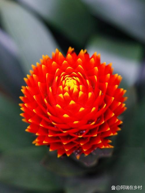 多肉火炬花怎么养才爆盆？-第1张图片-吾爱花网