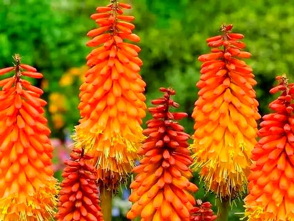 多肉火炬花怎么养才爆盆?-第3张图片-吾爱花网 多肉火炬花怎么养才爆盆?-第3张图片-吾爱花网