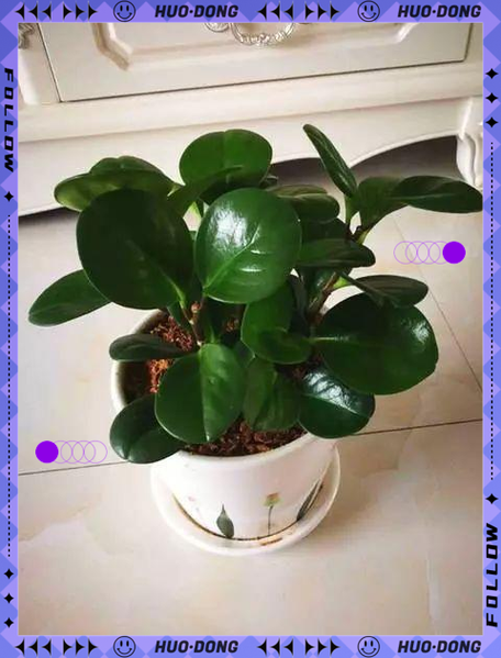 水培豆瓣绿转土培怎么弄?-第1张图片-吾爱花网 水培豆瓣绿转土培怎么弄?-第1张图片-吾爱花网