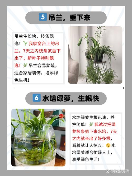 水培豆瓣绿转土培怎么弄?-第3张图片-吾爱花网 水培豆瓣绿转土培怎么弄?-第3张图片-吾爱花网