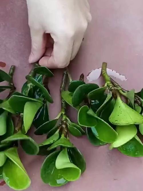 水培豆瓣绿转土培怎么弄?-第2张图片-吾爱花网 水培豆瓣绿转土培怎么弄?-第2张图片-吾爱花网