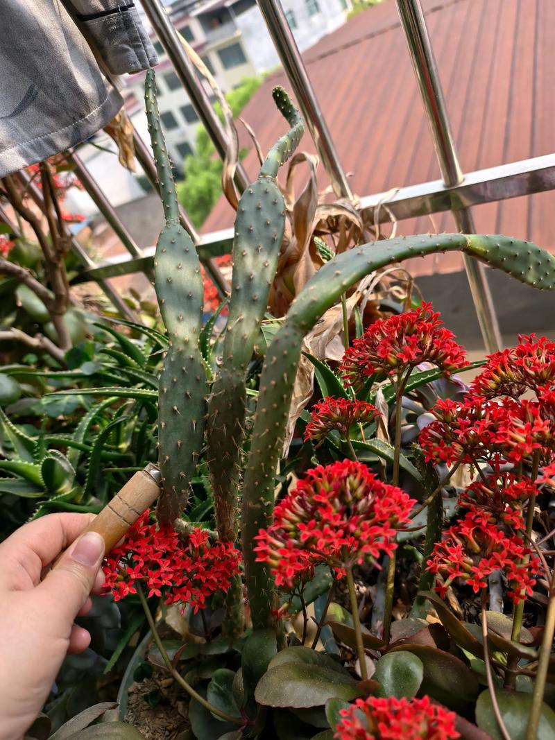 光棍树多肉到底需不需要光照?-第1张图片-吾爱花网 光棍树多肉到底需不需要光照?-第1张图片-吾爱花网