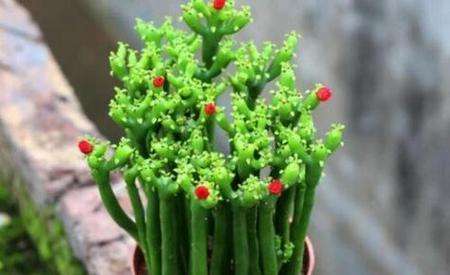 光棍树多肉到底需不需要光照?-第3张图片-吾爱花网 光棍树多肉到底需不需要光照?-第3张图片-吾爱花网