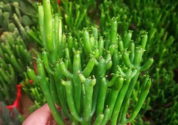 光棍树多肉到底需不需要光照？-第2张图片-吾爱花网