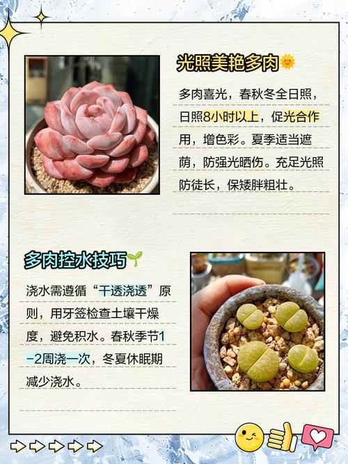 多肉对孕妇有害吗?-第2张图片-吾爱花网 多肉对孕妇有害吗?-第2张图片-吾爱花网