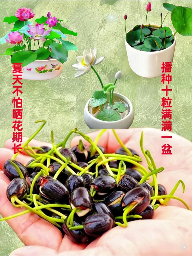 哪些种子既能水培又能土种?-第1张图片-吾爱花网 哪些种子既能水培又能土种?-第1张图片-吾爱花网