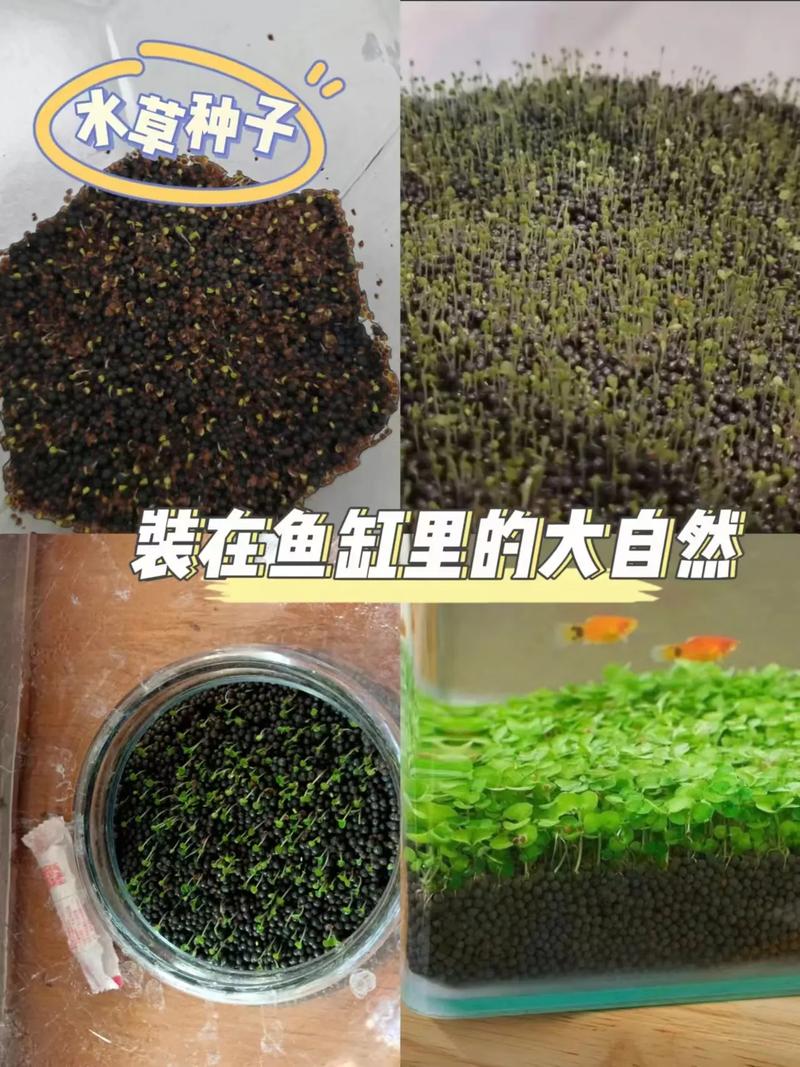 哪些种子既能水培又能土种?-第3张图片-吾爱花网 哪些种子既能水培又能土种?-第3张图片-吾爱花网