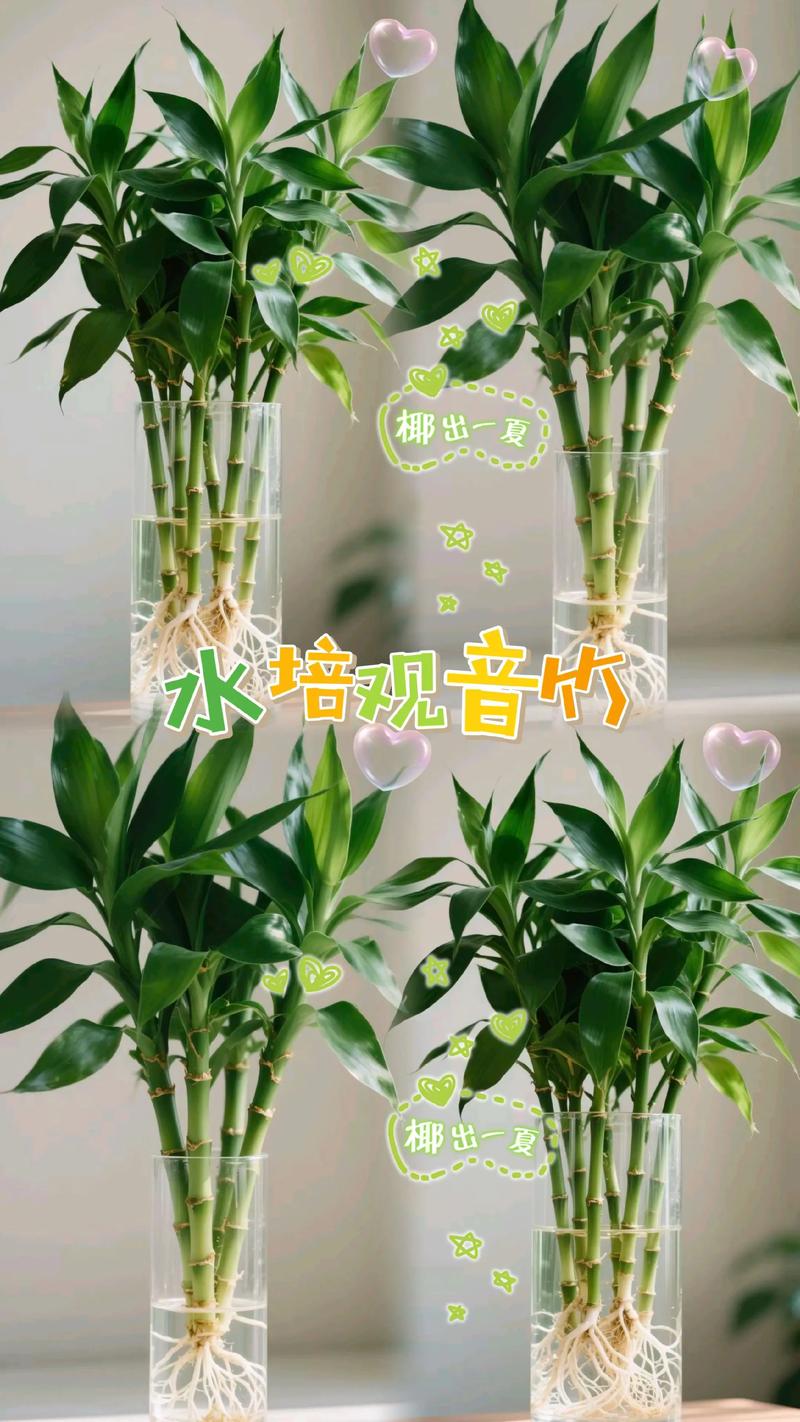 刚买观音竹水培怎么养?-第2张图片-吾爱花网 刚买观音竹水培怎么养?-第2张图片-吾爱花网