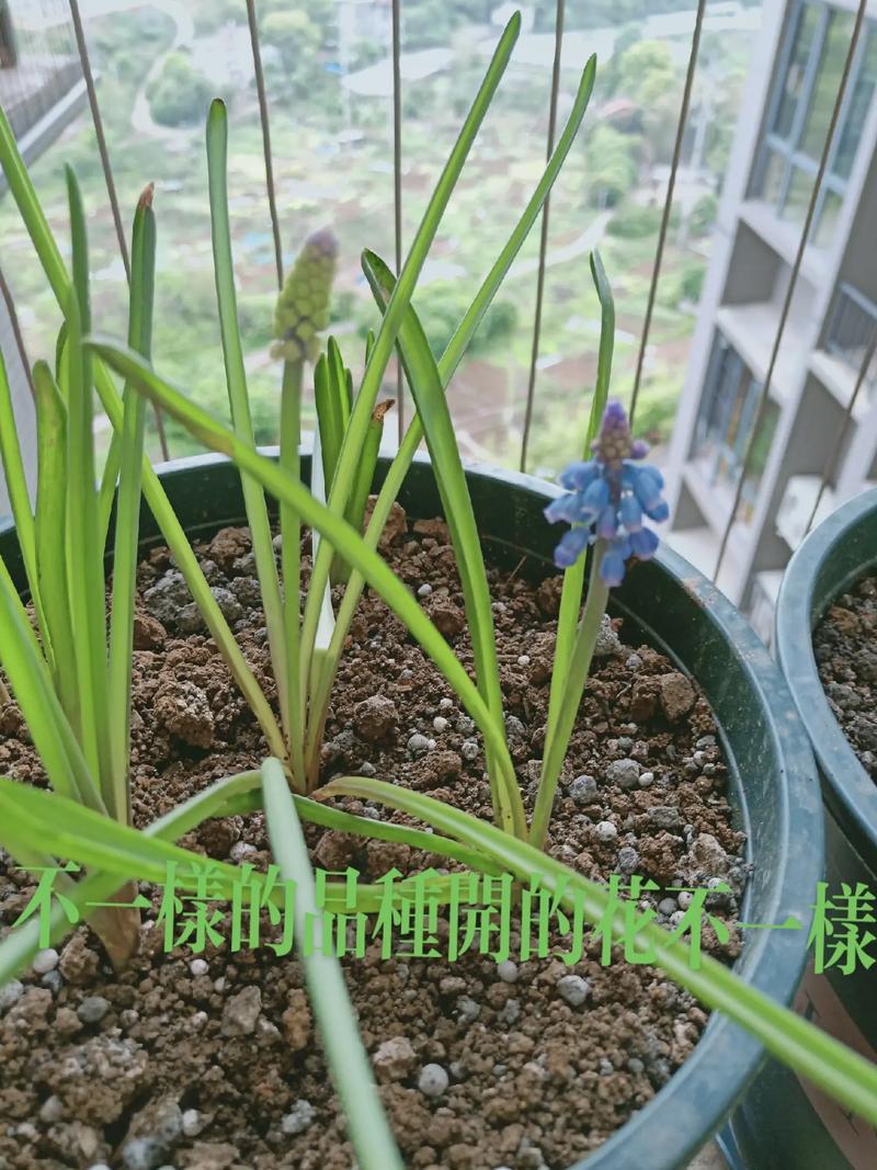 风信子水培什么时候发芽-第3张图片-吾爱花网