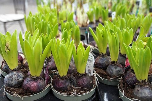 风信子水培什么时候发芽-第2张图片-吾爱花网