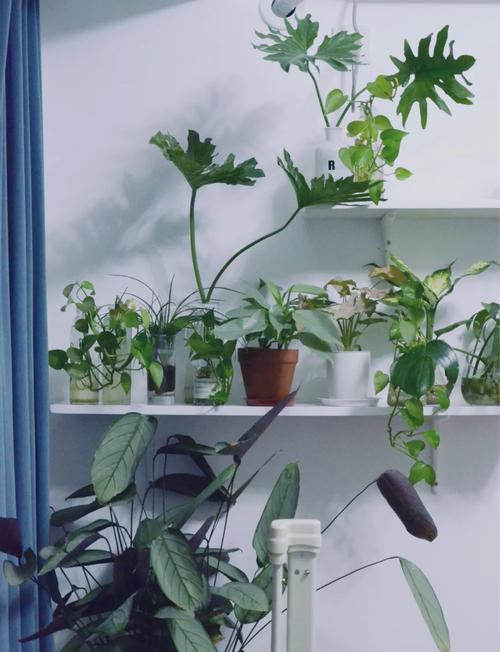 阳面卧室适合养哪些盆栽?-第1张图片-吾爱花网 阳面卧室适合养哪些盆栽?-第1张图片-吾爱花网