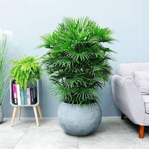 阳面卧室适合养哪些盆栽?-第3张图片-吾爱花网 阳面卧室适合养哪些盆栽?-第3张图片-吾爱花网