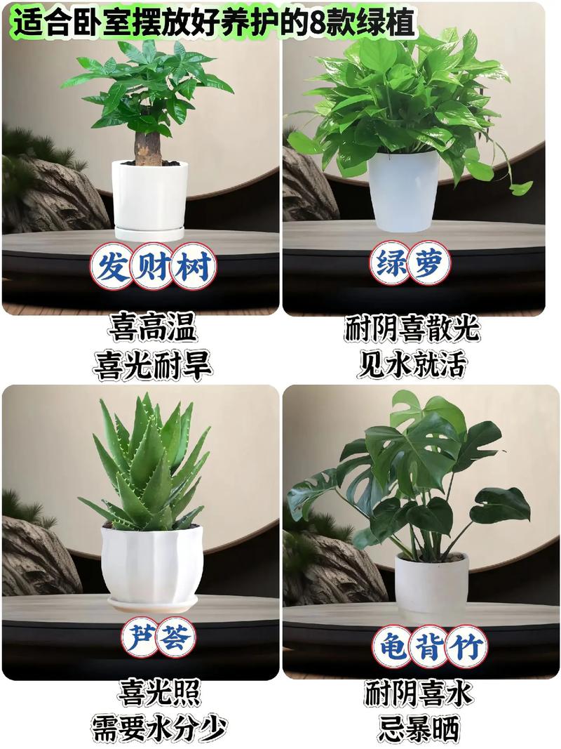 阳面卧室适合养哪些盆栽?-第2张图片-吾爱花网 阳面卧室适合养哪些盆栽?-第2张图片-吾爱花网